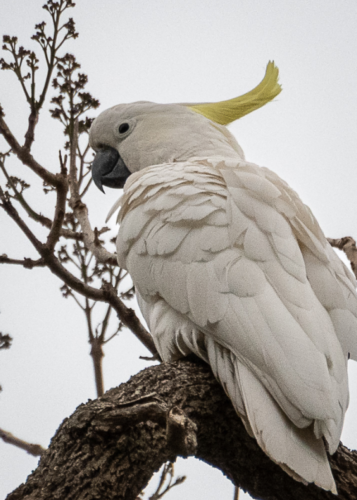 Cockatoo near Emu Bay on Kangaroo Island
