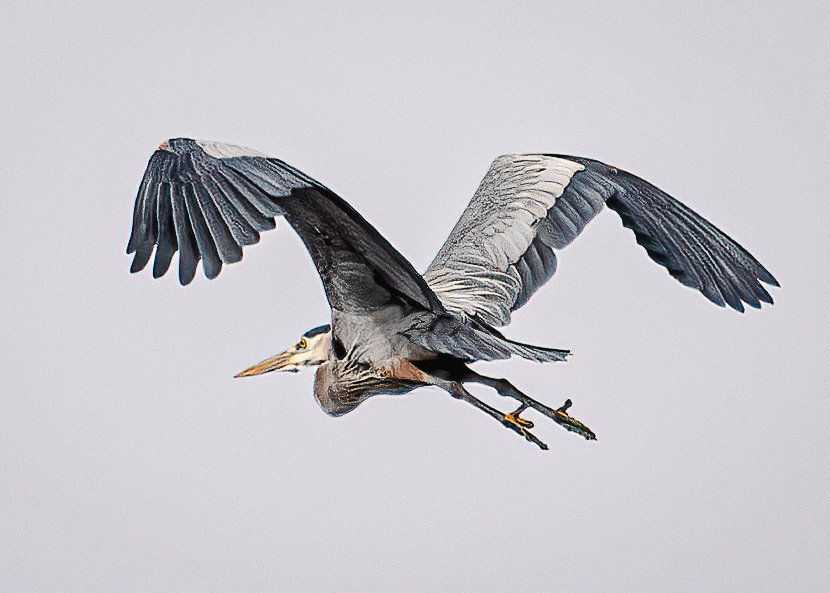 Great Blue Heron at Burke Lake