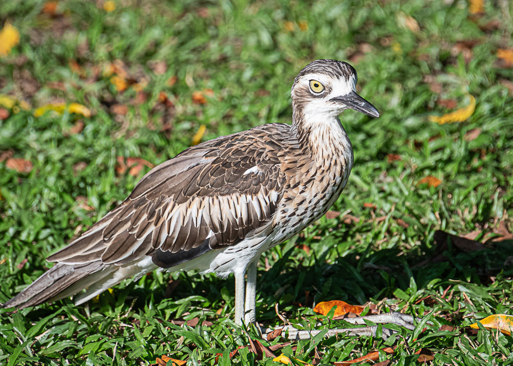 Bush Thick-Knee at Cairns
