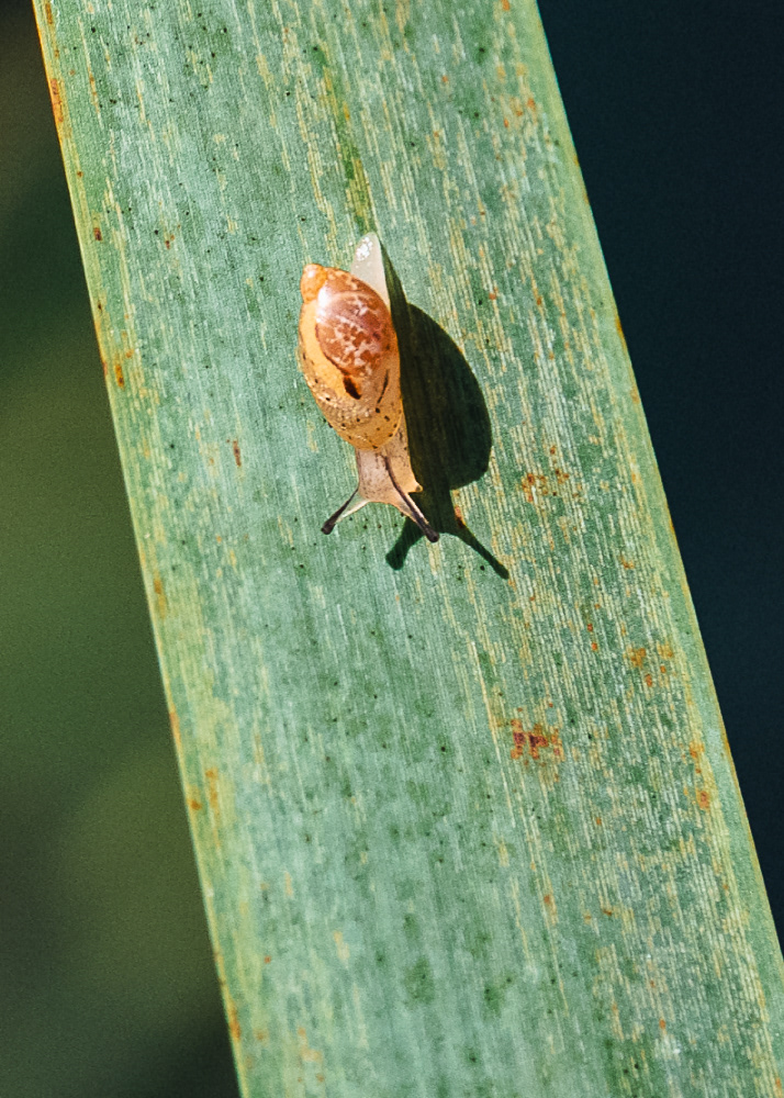 Slug at Kenilworth