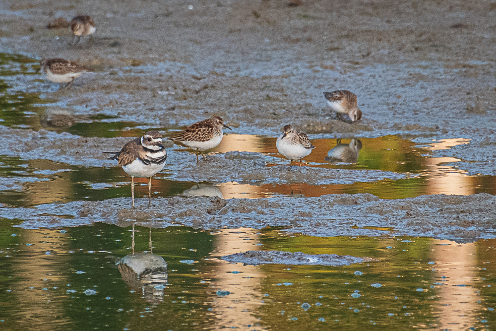 Shorebirds at Huntley Meadows