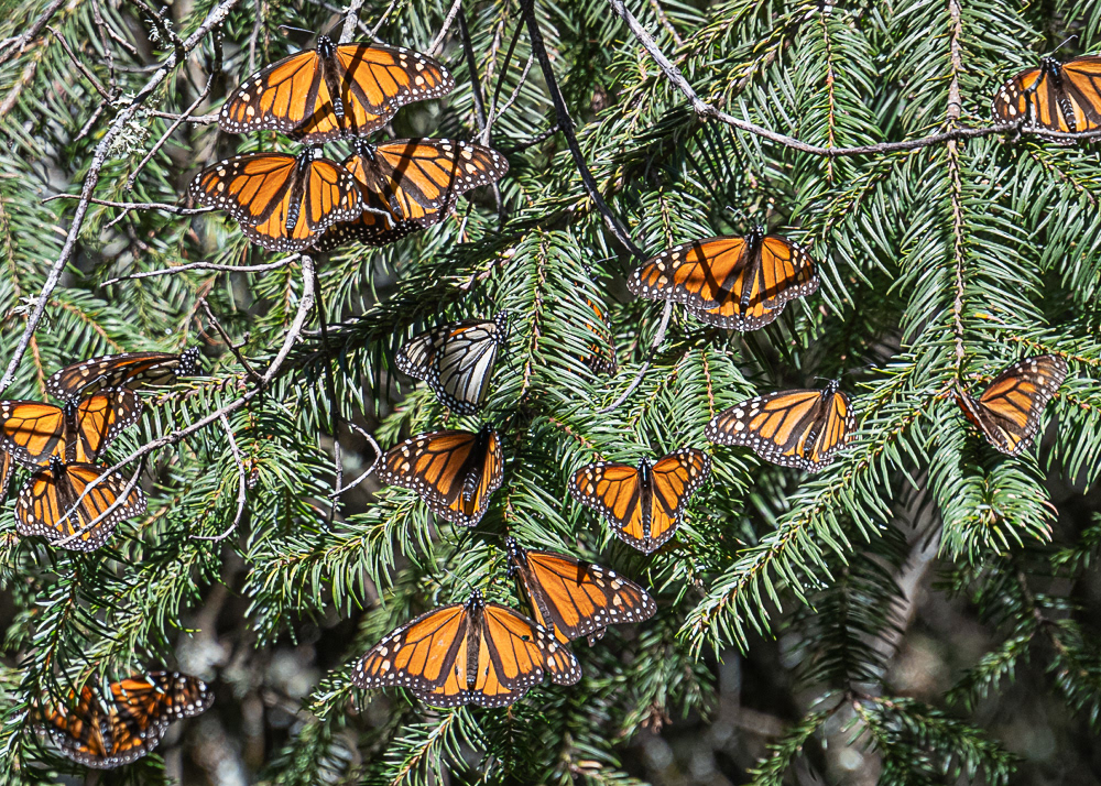 Monarchs at El Rosario Monarch Reserve