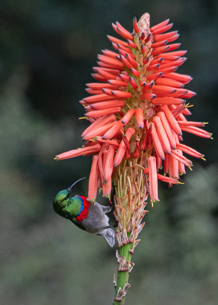 Southern Double Collared Sunbird at Botanical Gardens