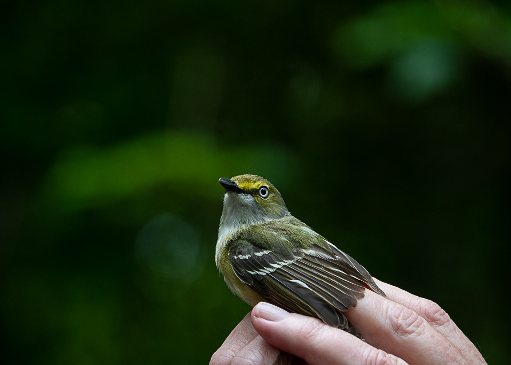 White Eyed Vireo 