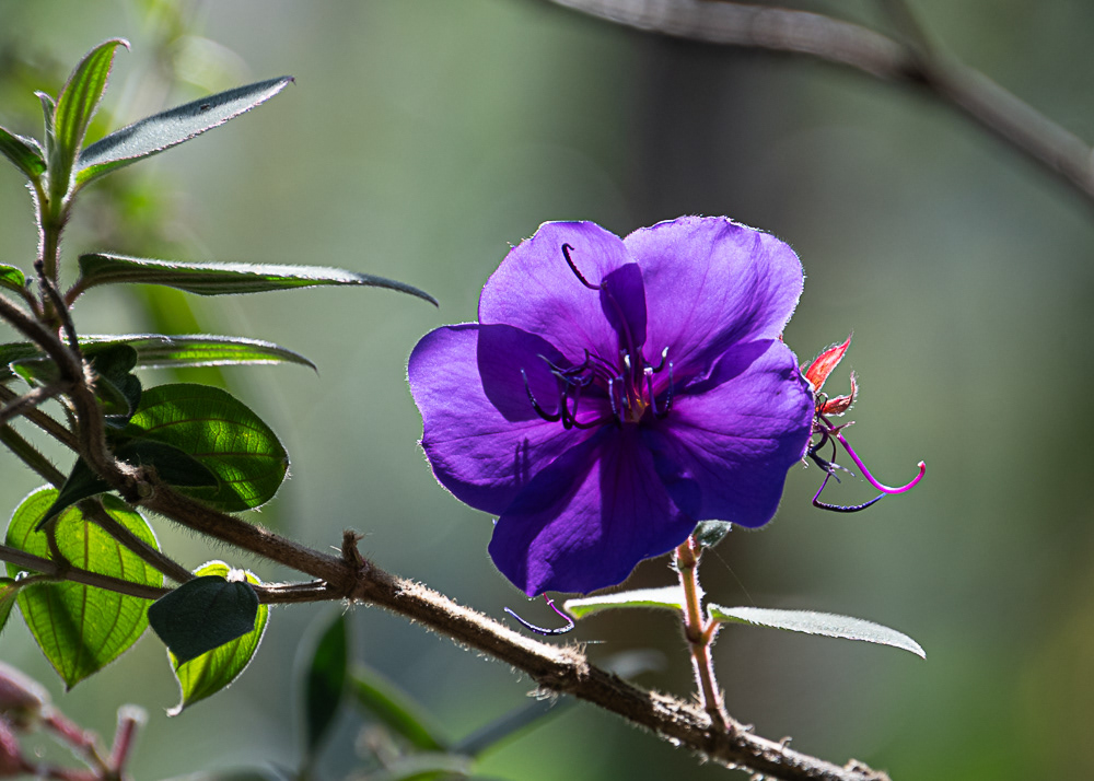 Mexico City Botanical Gardens