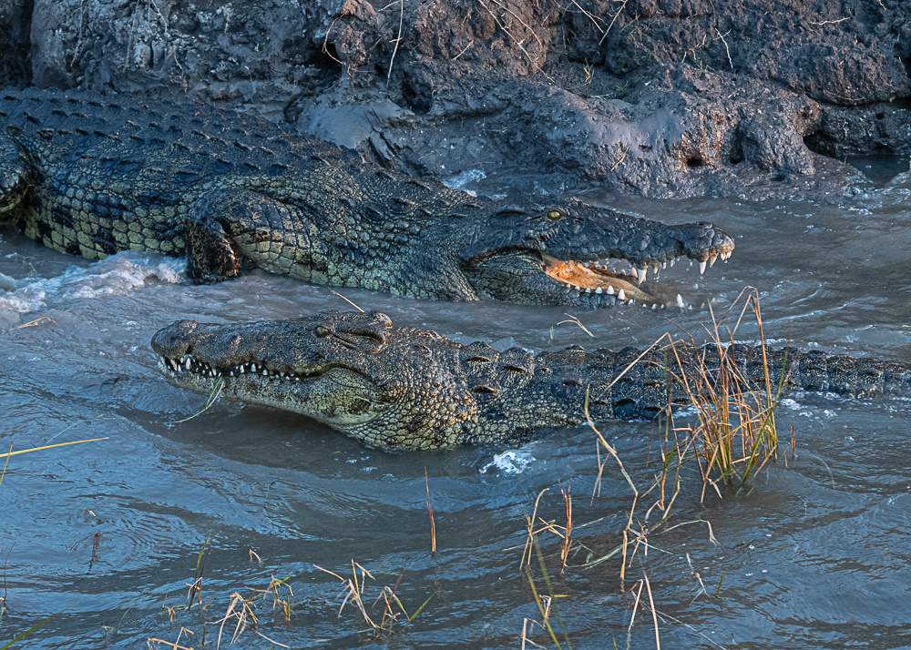 Crocodiles in Chobe River