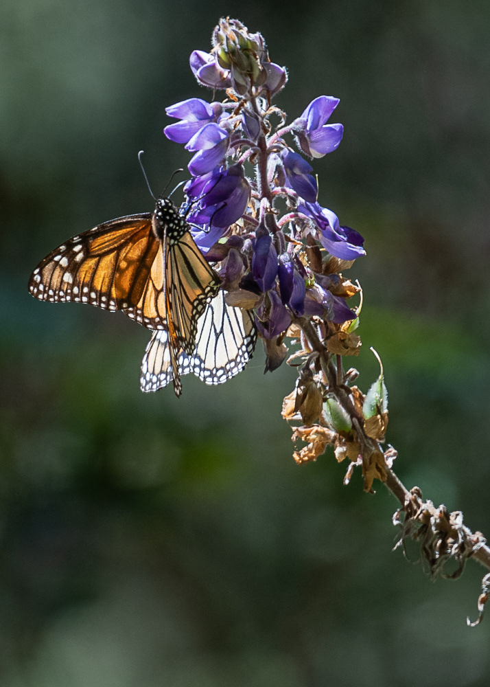 Monarchs at El Rosario Monarch Reserve
