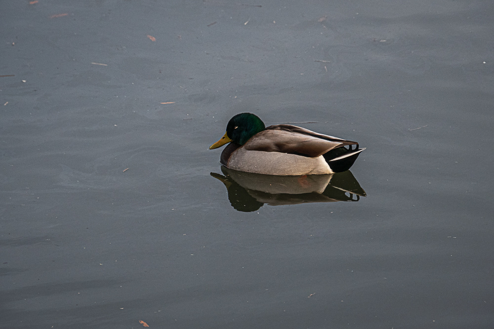Mallard Duck at Ben Brenman Park