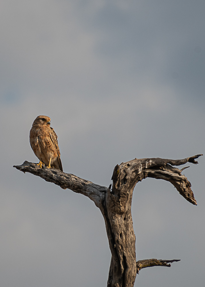 Type of Kestrel at Hwange