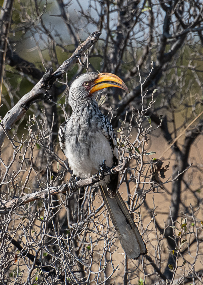 Yellow Billed Hornbill Hwange Reserve