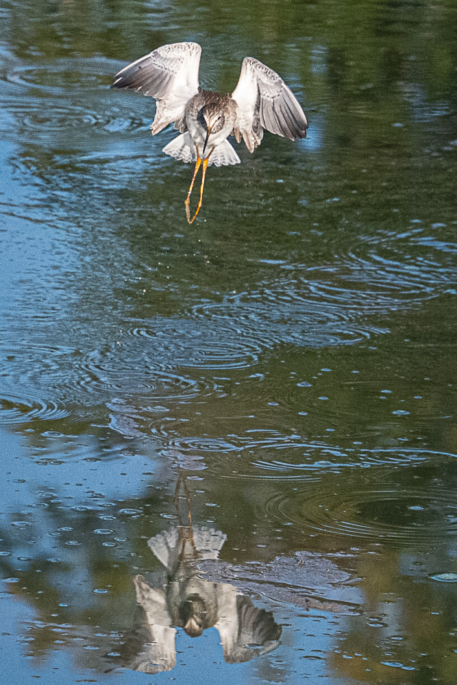 Lesser Yellowlegs  at Huntley