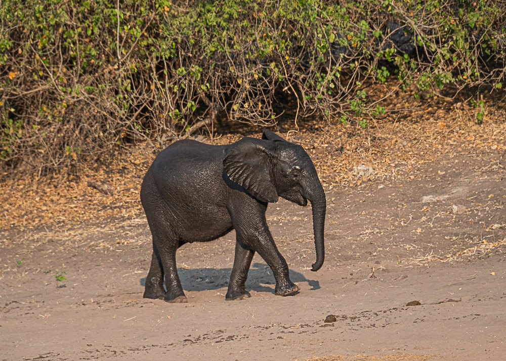 Baby Elephant