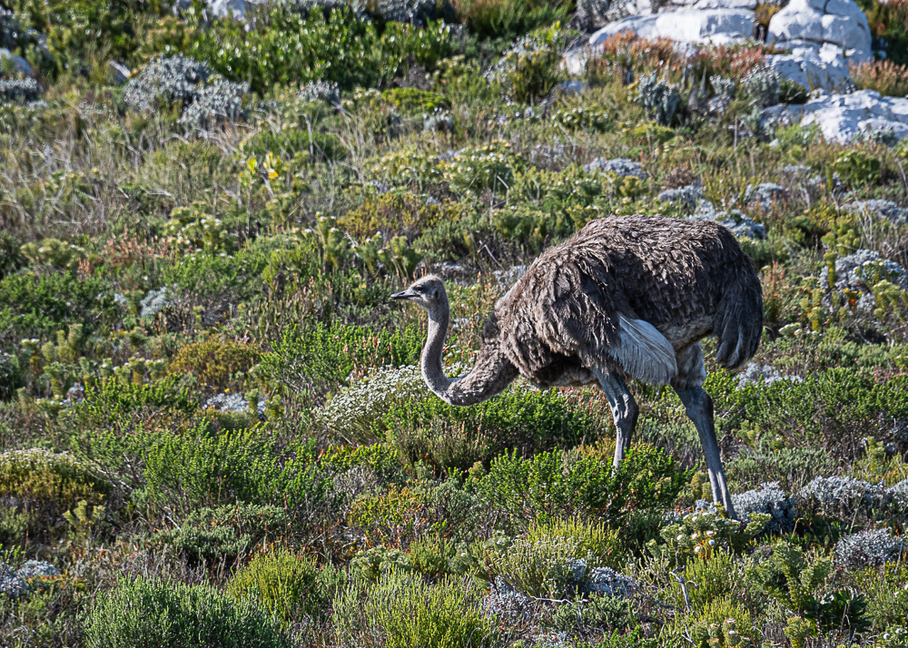 Ostrich at Cape of Good Hope