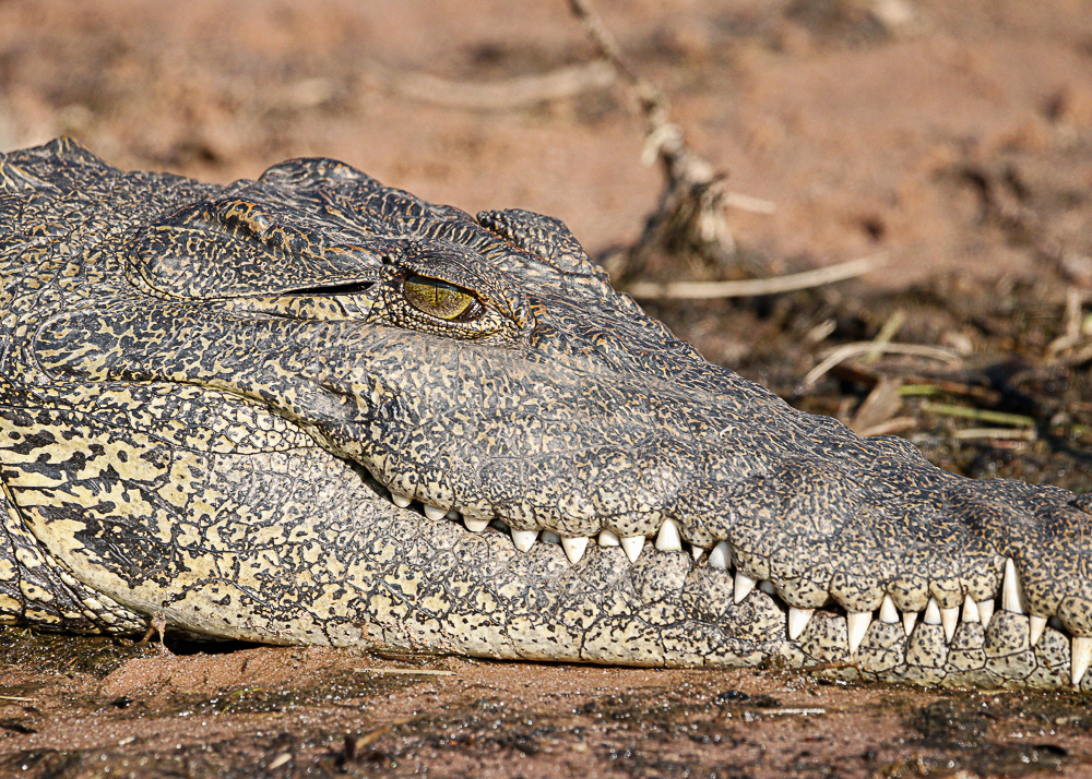 Crocodile along Chobe River