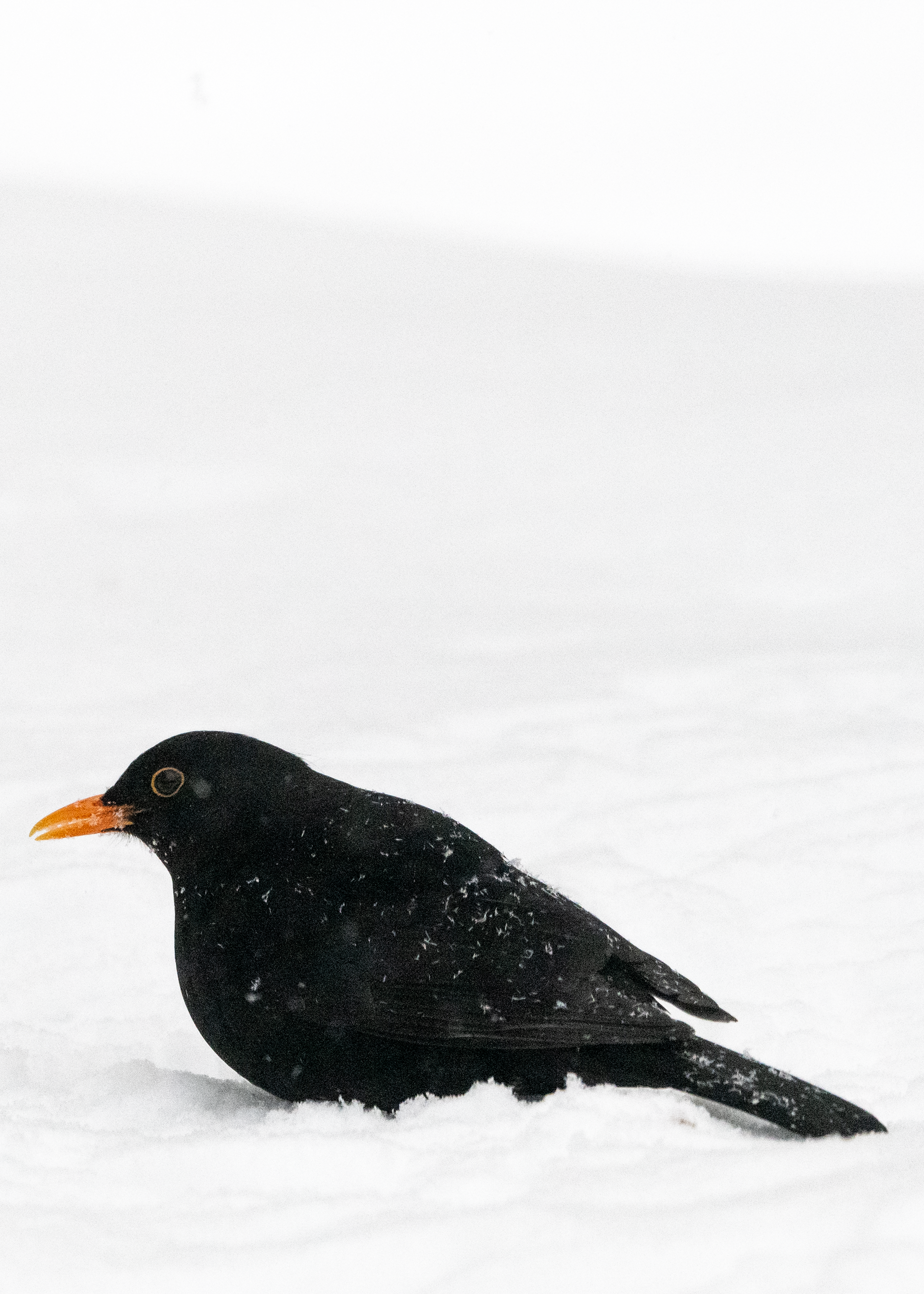mustarastas lapinlahti 2020 common blackbird