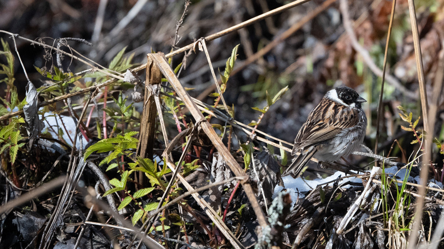pajusirkku 2020 reed bunting