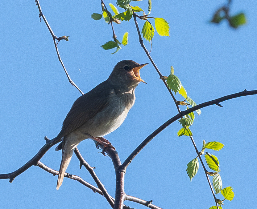 satakieli virolahti 2024 thrush nightingale