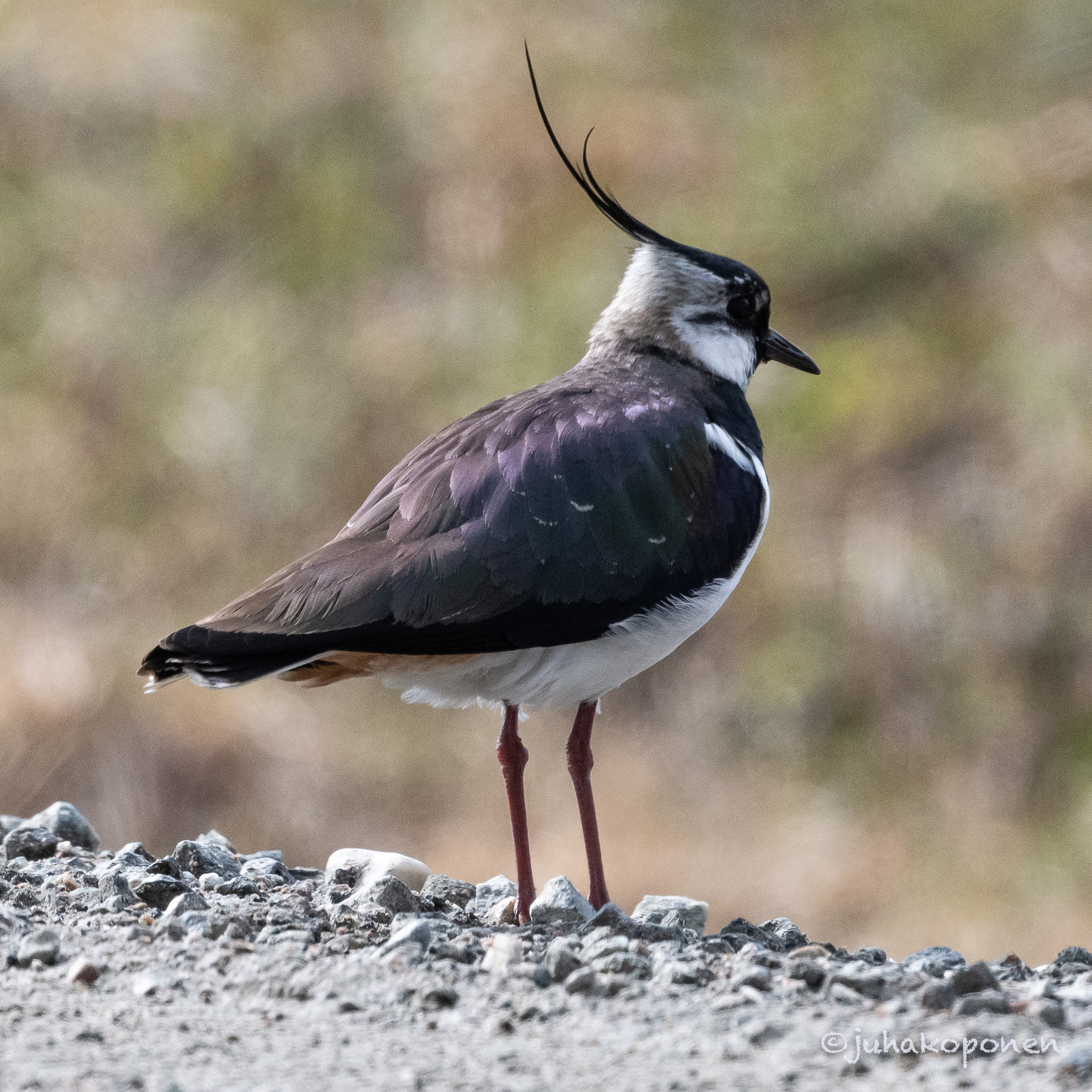 töyhtöhyyppä lapinlahti 2021 northern lapwing