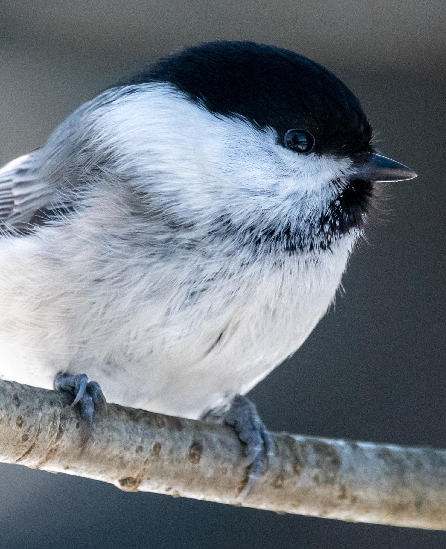 Hömötiainen Lapinlahti maaliskuu 2020 Willow Tit