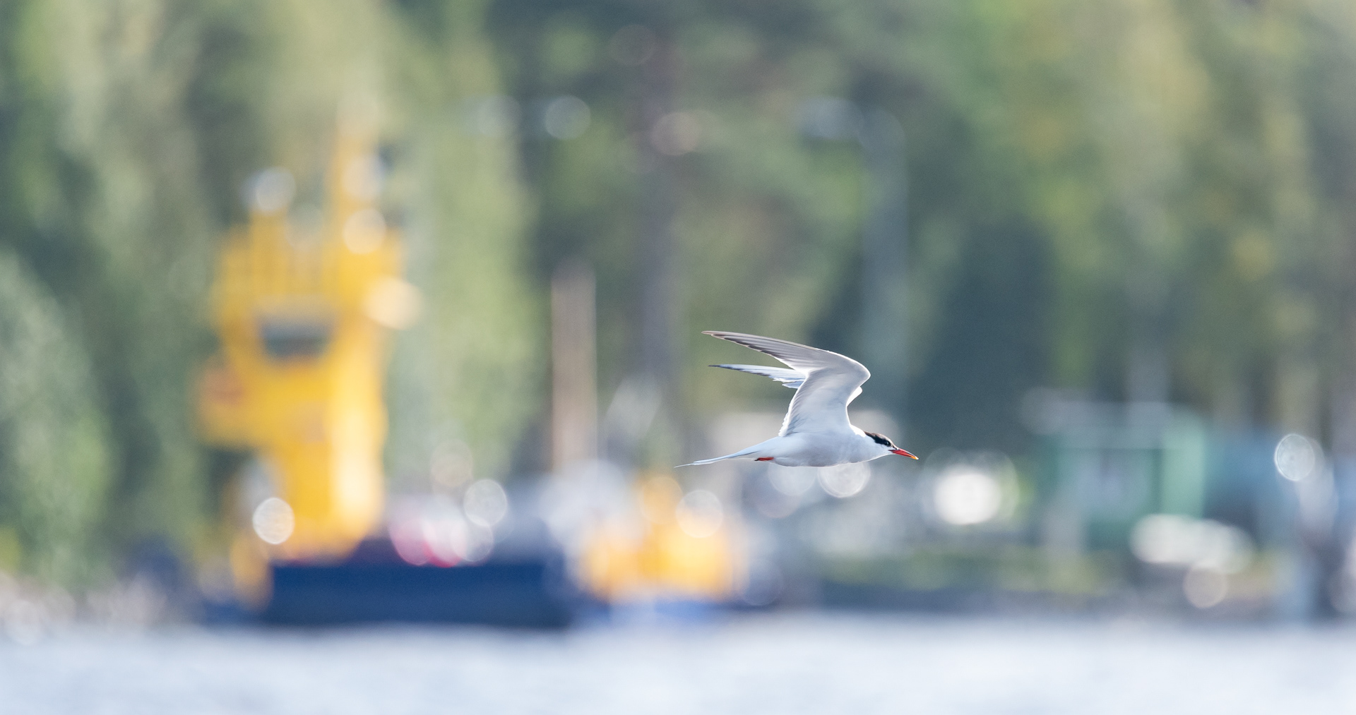 kalatiira puutossalmi 2018 Common Tern