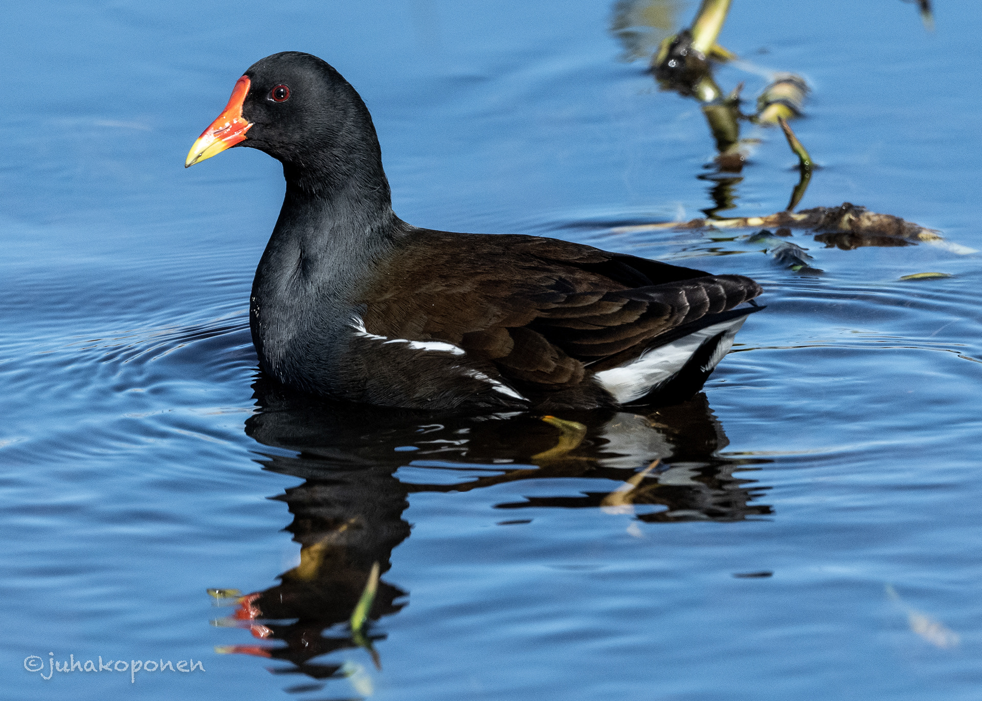 liejukana lapinlahti 2021 common moorhen