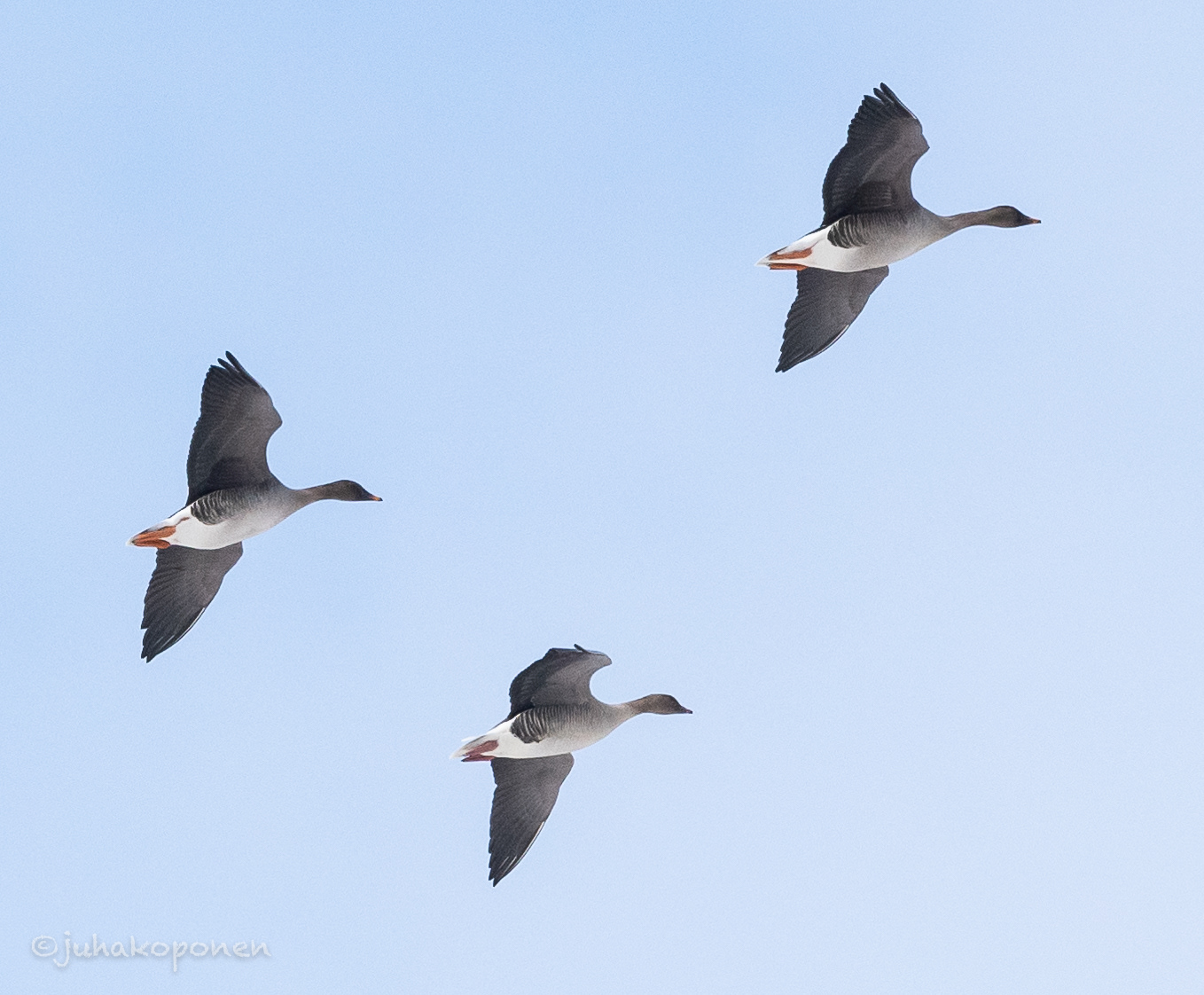 metsähanhet ja lyhytnokkahanhi Lapinlahti 2021 bean geese and pink-footed goose