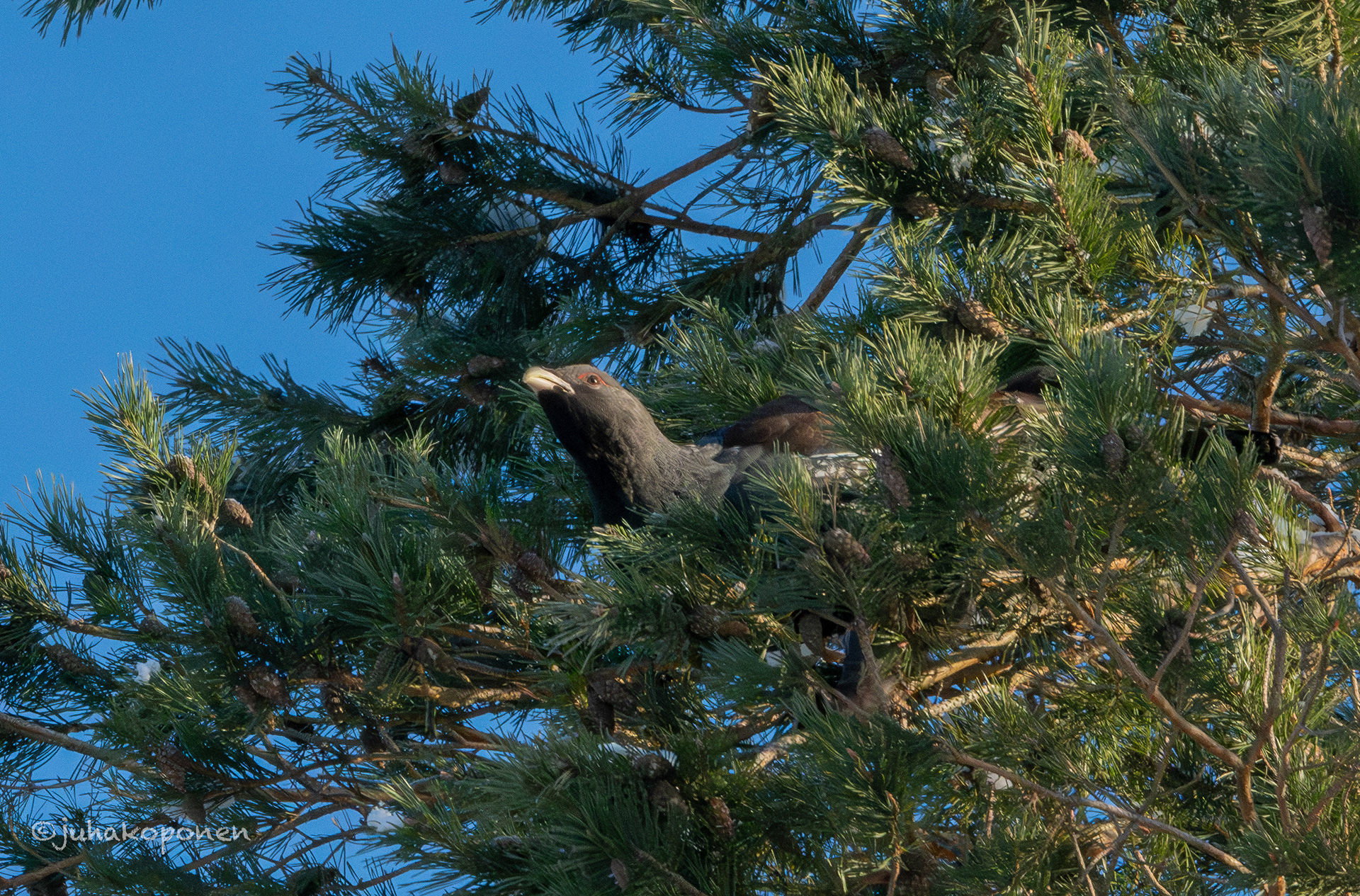 metso kuopio maaninka 2026 capercaillie
