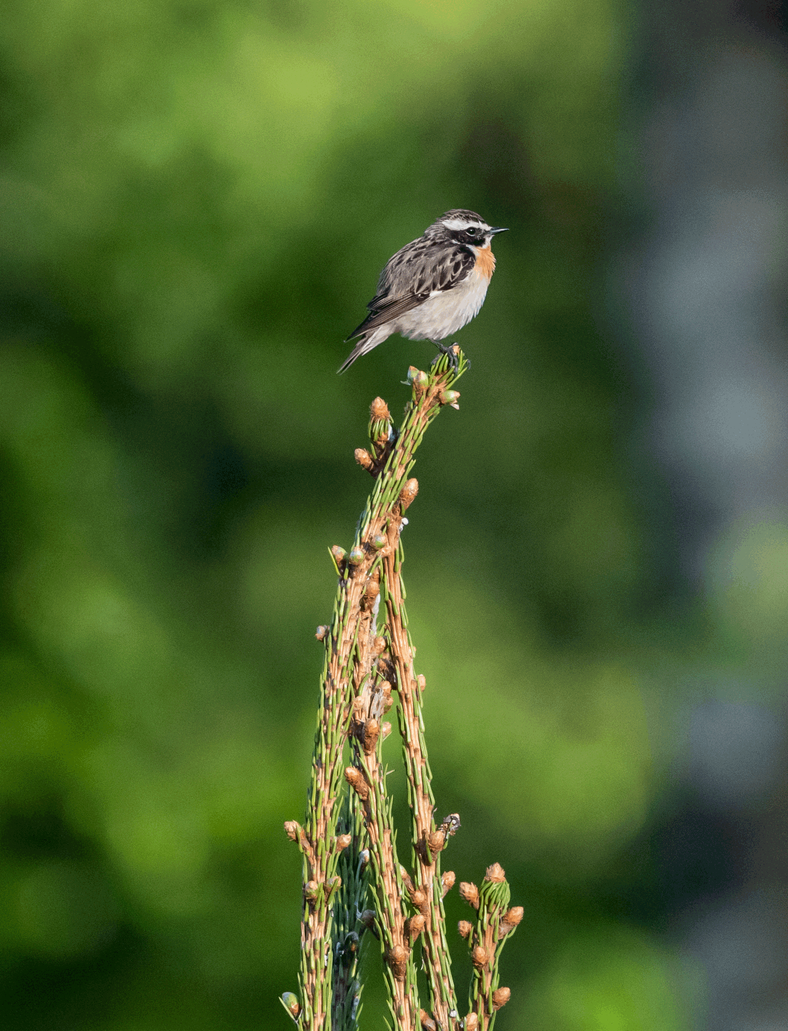 pensastasku 2020 whinchat