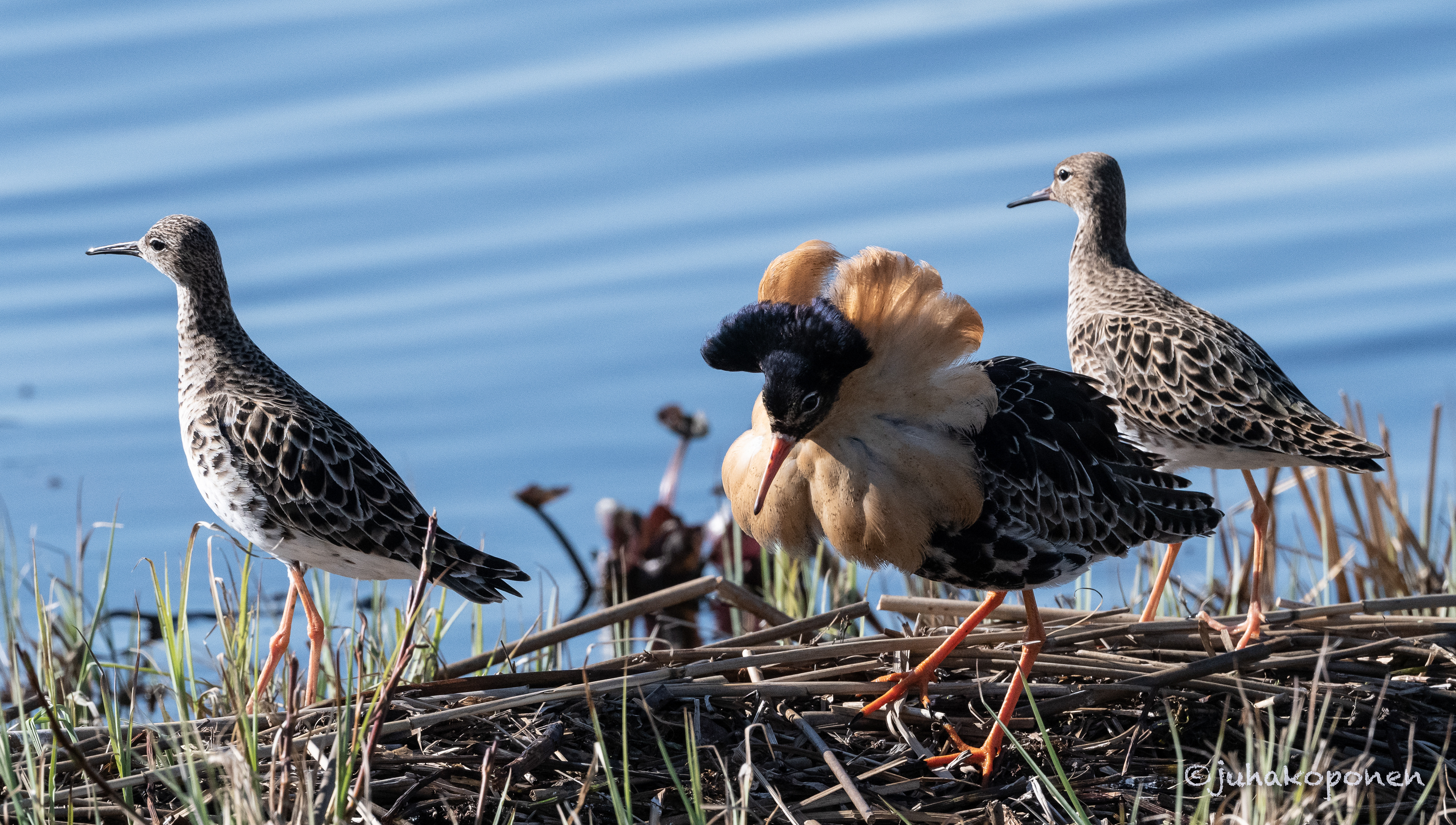 suokukot lapinlahti 2021 ruffs