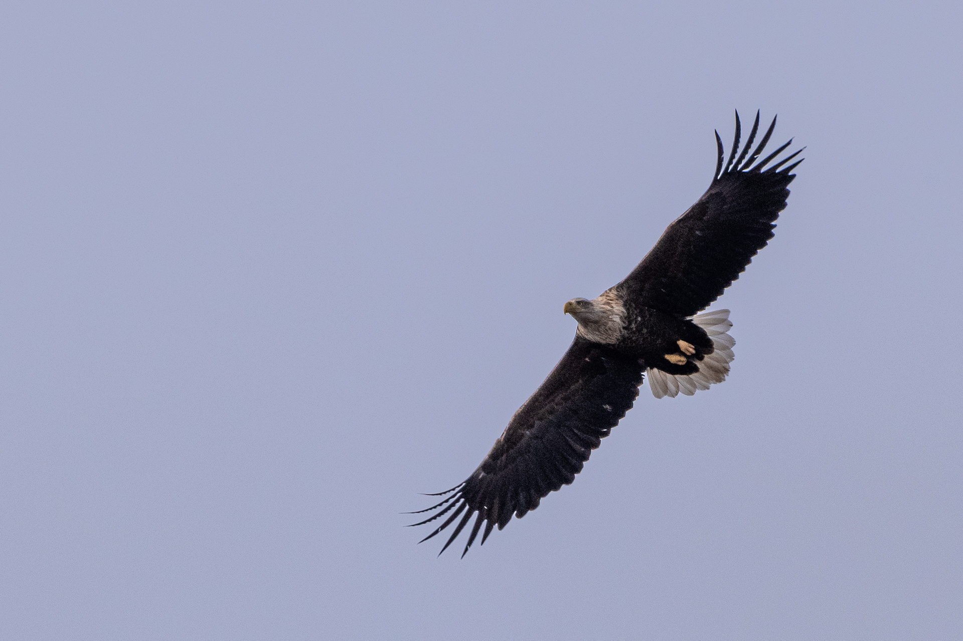 merikotka lapinlahti 2024 white-tailed eagle