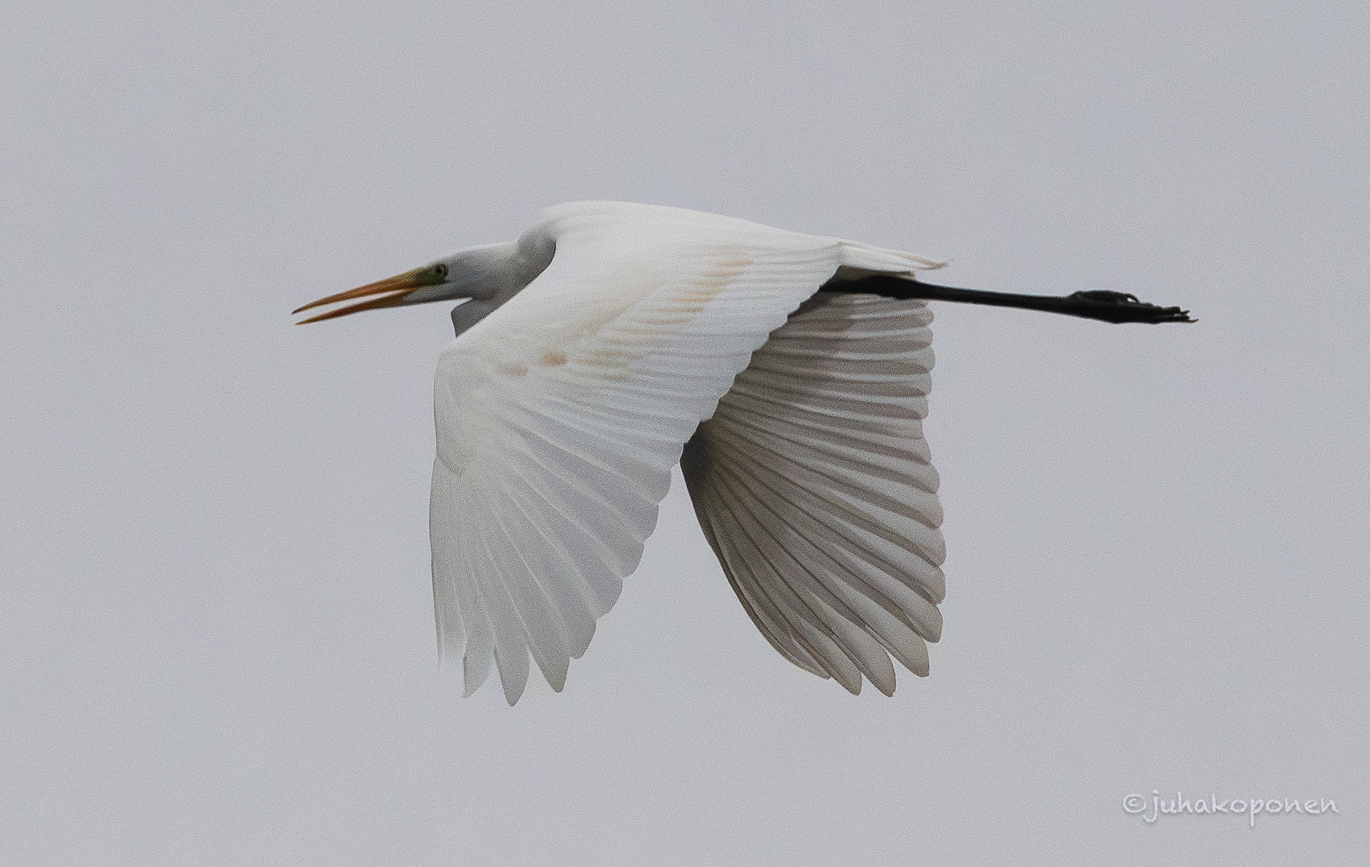 jalohaikara lapinlahti 2023 great white egret