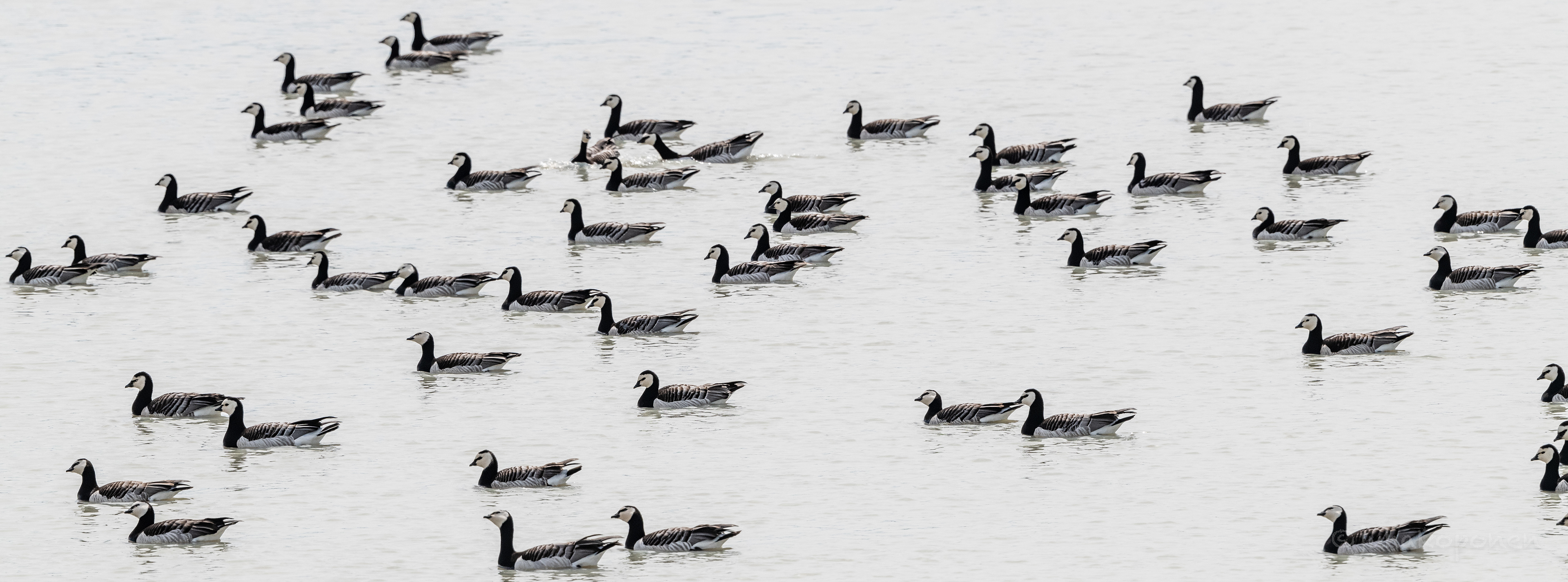 valkoposkihanhia siilinjärvi raasio 2020 barnacle geese