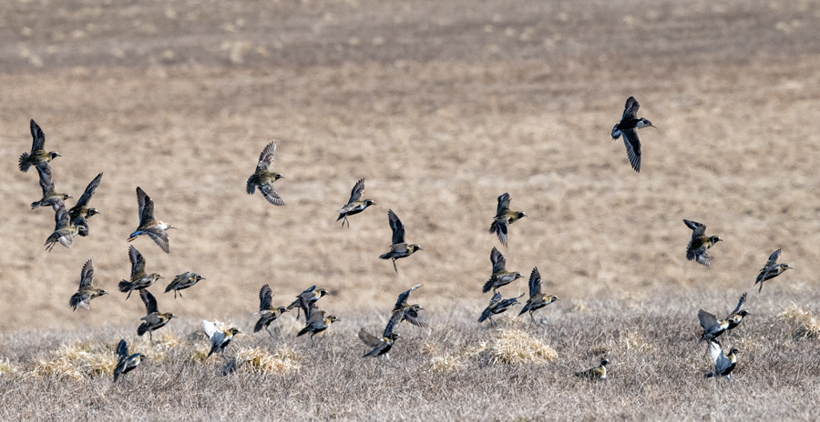 kapustarinnat ja suokukot 2020 european golden plovers and ruffs
