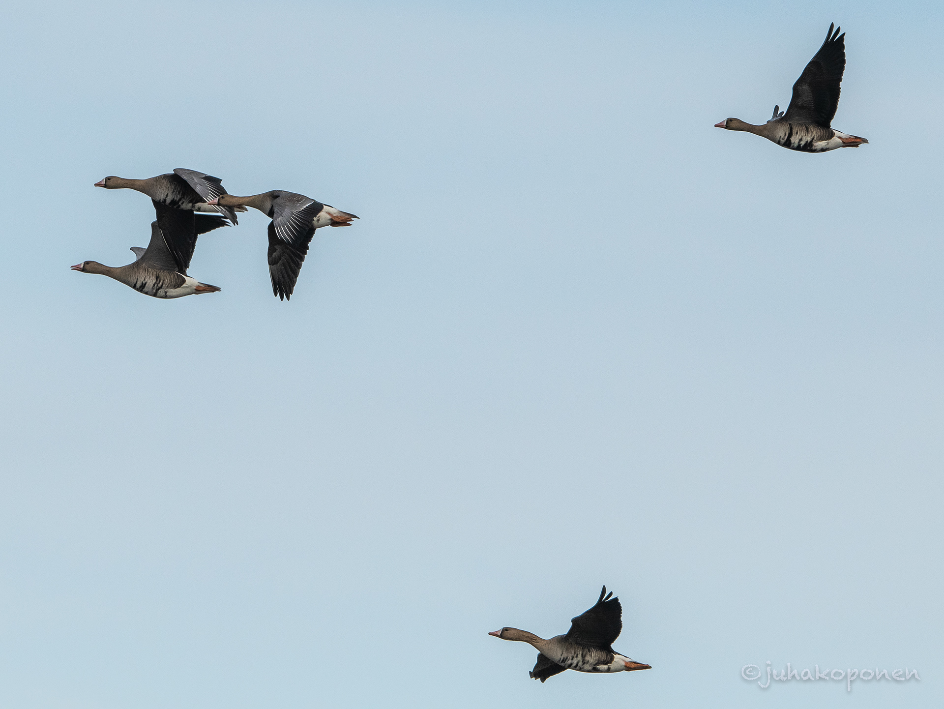 tundrahanhet lapinlahti 2022 white-frontged geese