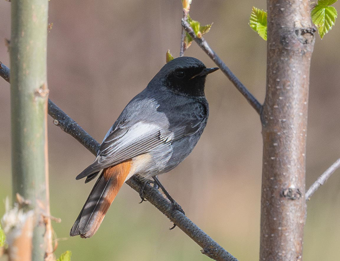 mustaleppälintu kuopio 2024 black redstart