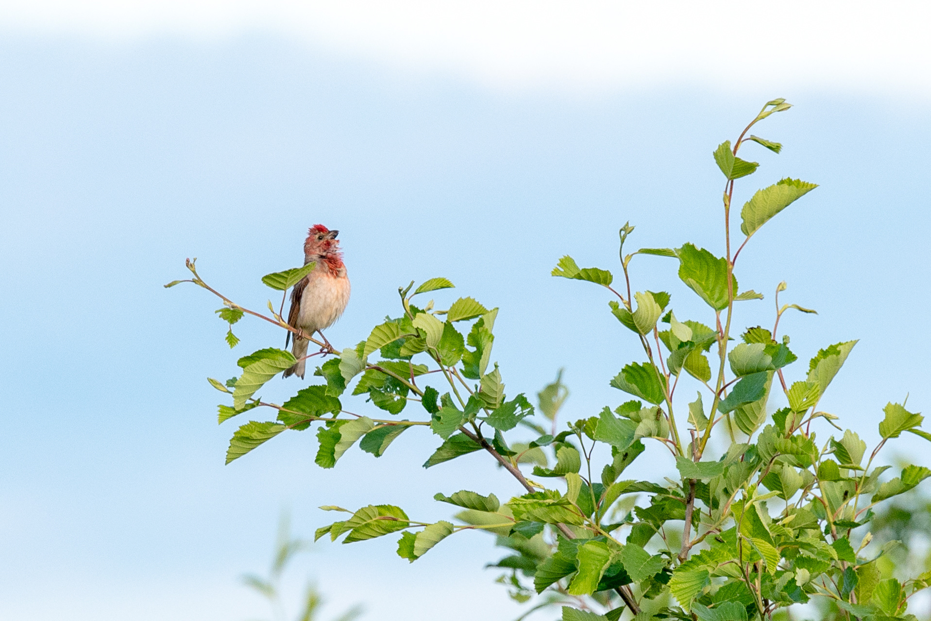 punavarpunen siilinjärvi 2019 Common Rosefinch