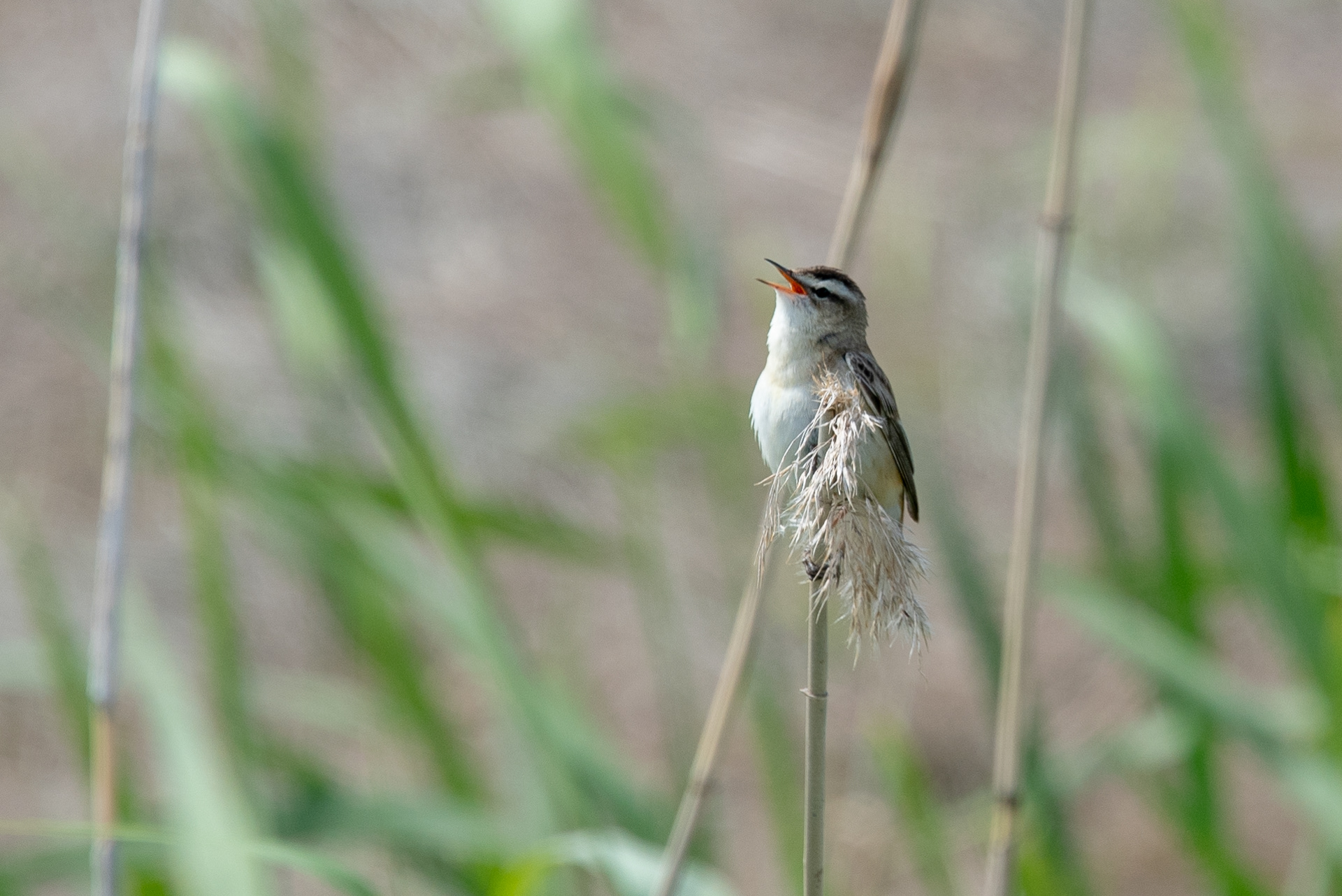 ruokokerttunen raasio 2020 Sedge Warbler