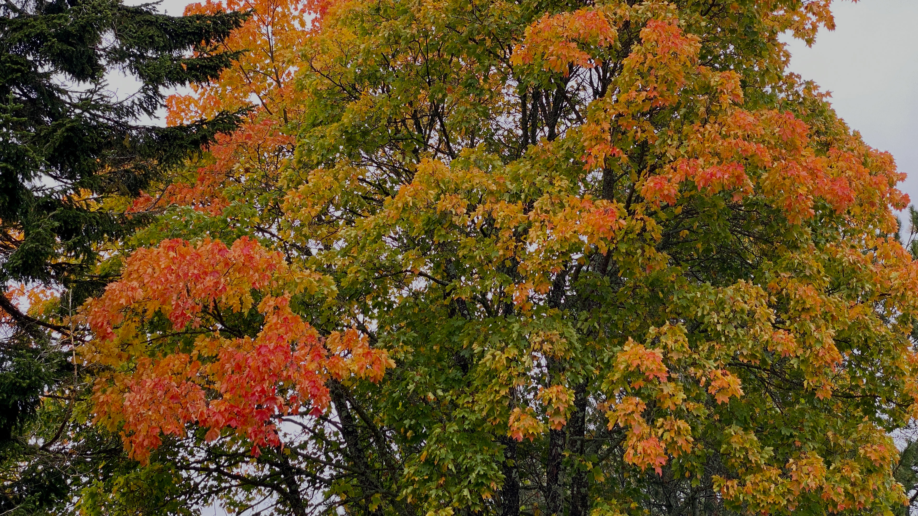 vaahtera syksyllä 2021 maple