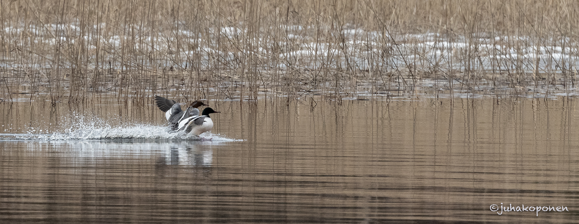 isokoskelot lapinlahti 2021 goosanders