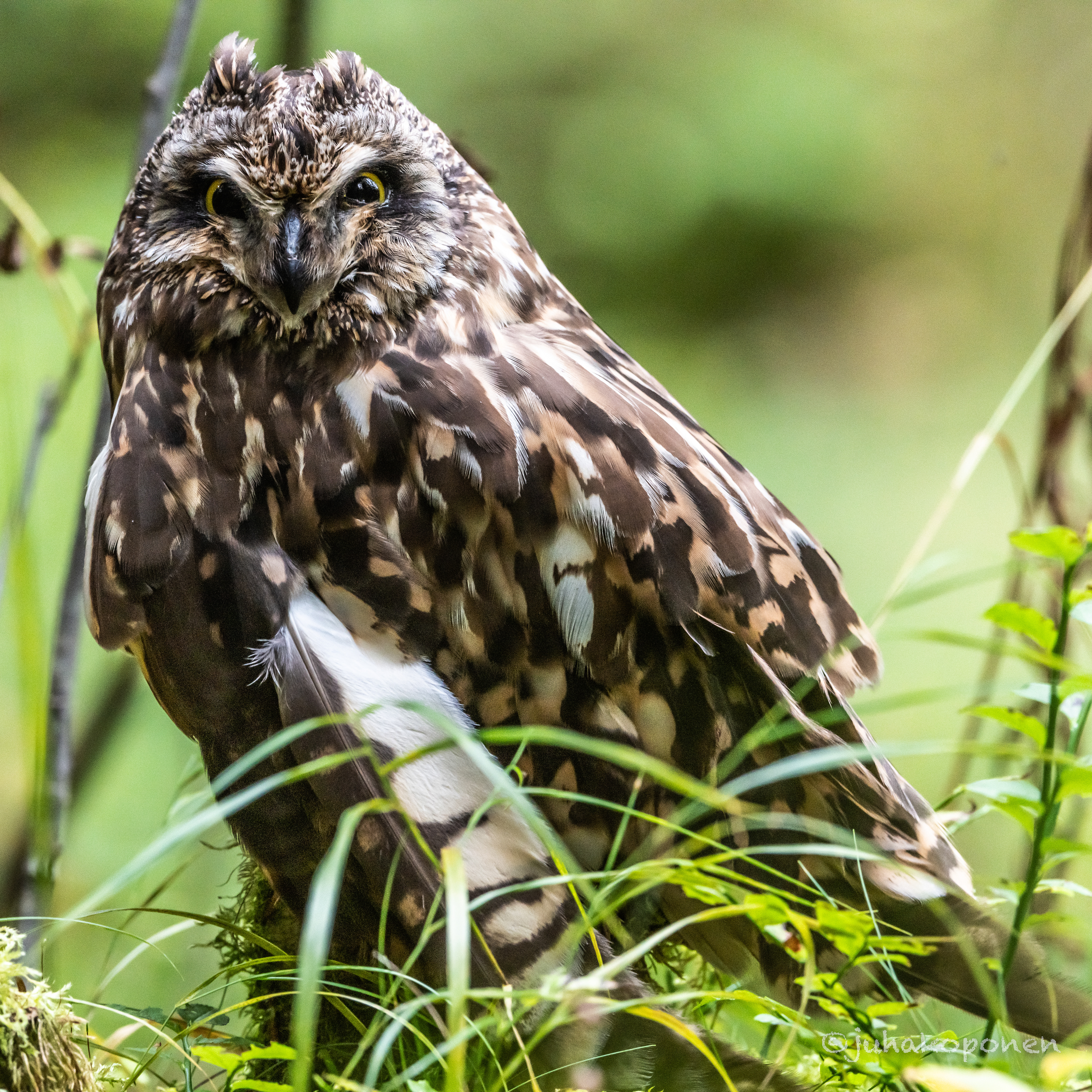 suopöllö lapinlahti 2022 short-eared owl