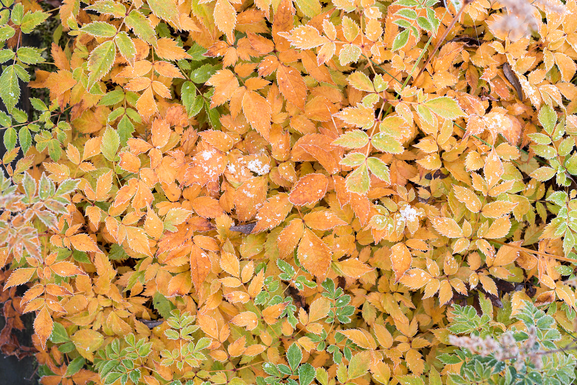 kuuraa lehdillä 2018 frost on leaves