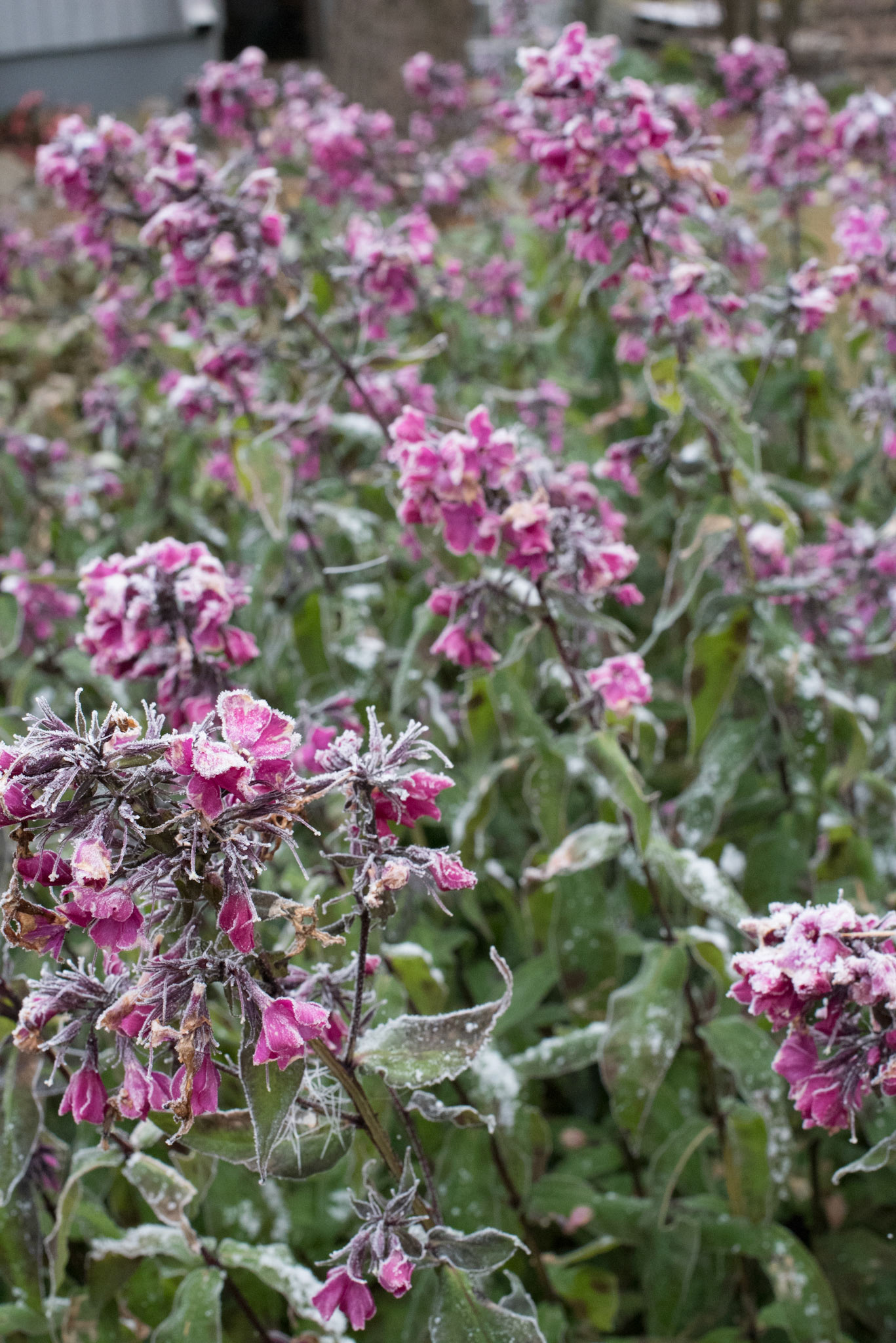 jäiset syysleimut 2018 icy flowers