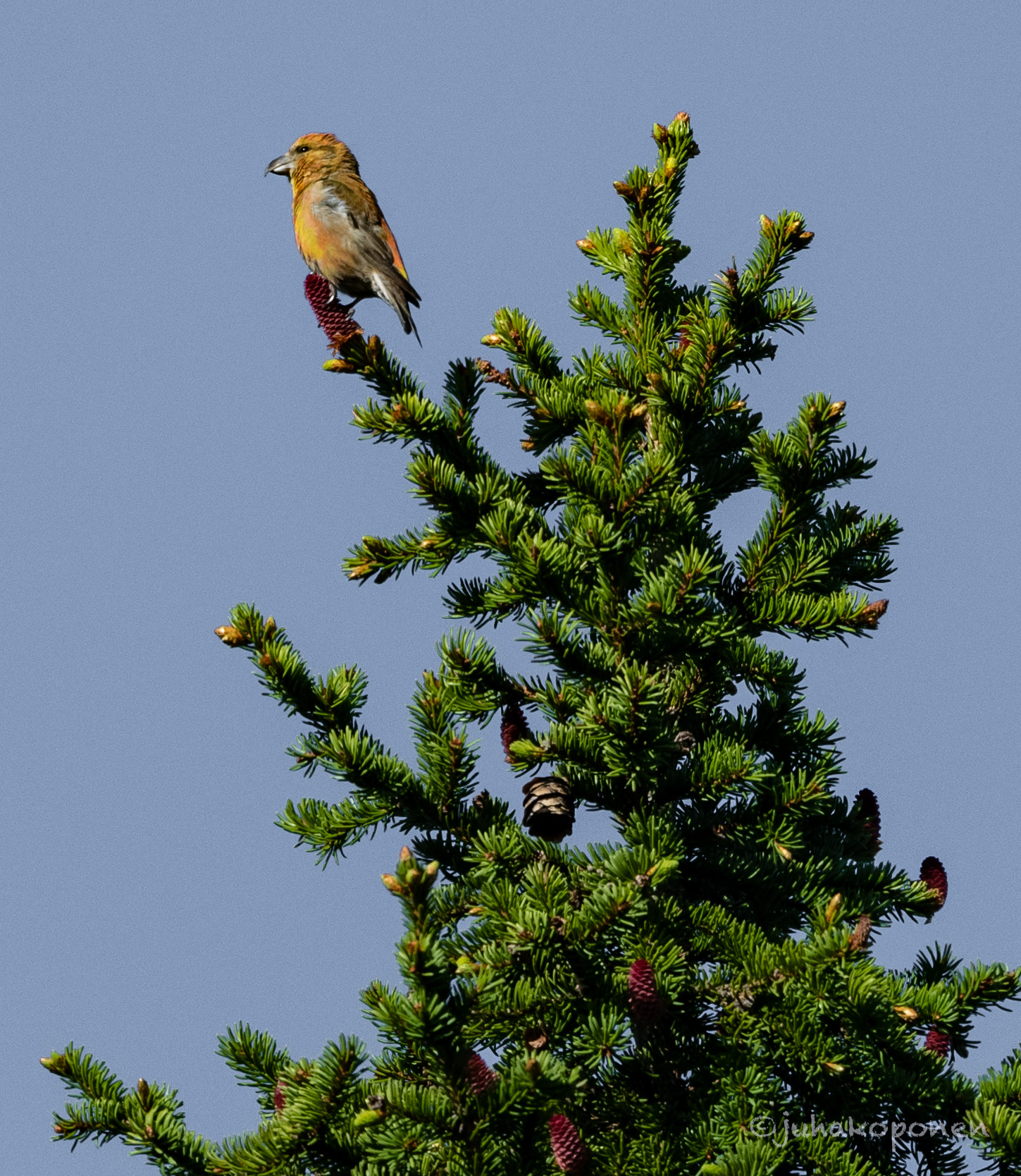 pikkukäpylintu nilsiä pisa 2021 common crossbill