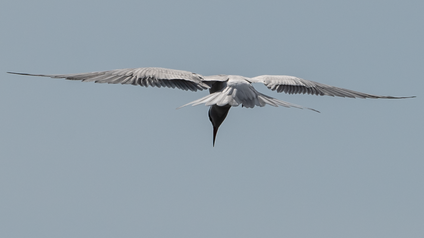 kalatiira 2020 common tern
