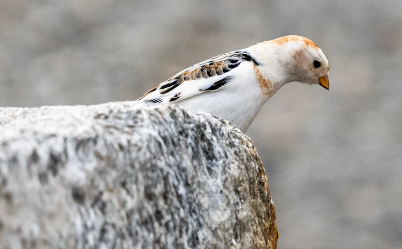 Pulmunen Kuopio 2020 Snow bunting