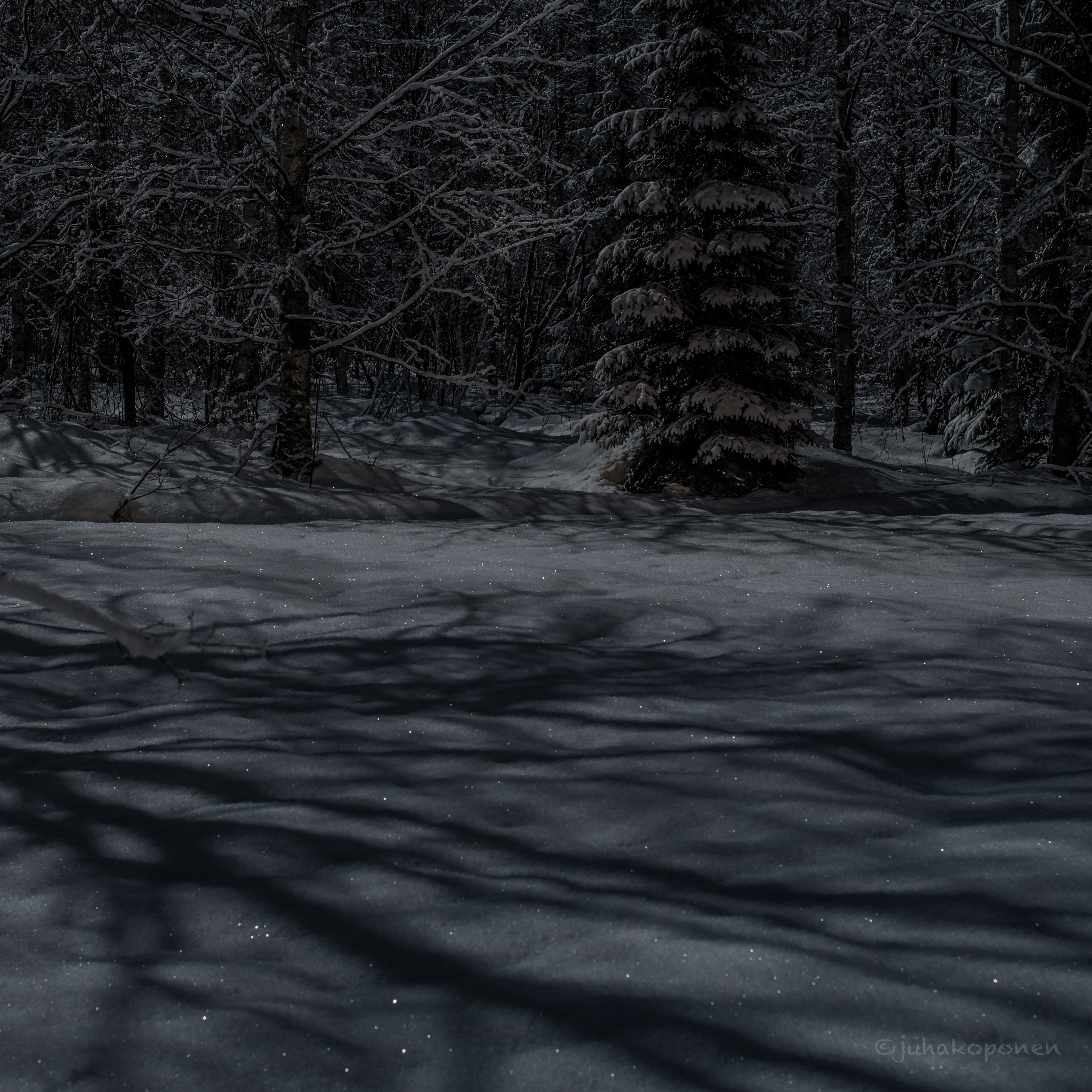 talvikuutamo 2022 moonlight in winter