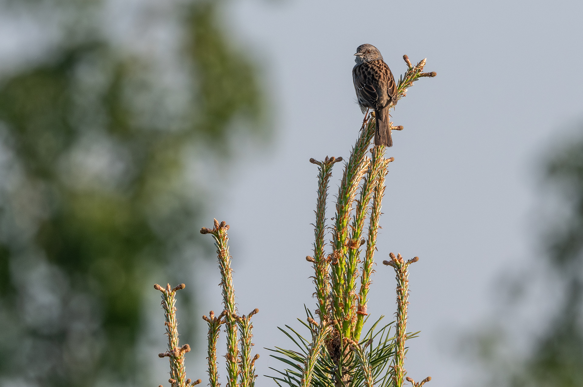 rautiainen siilinjärvi 2024 dunnock