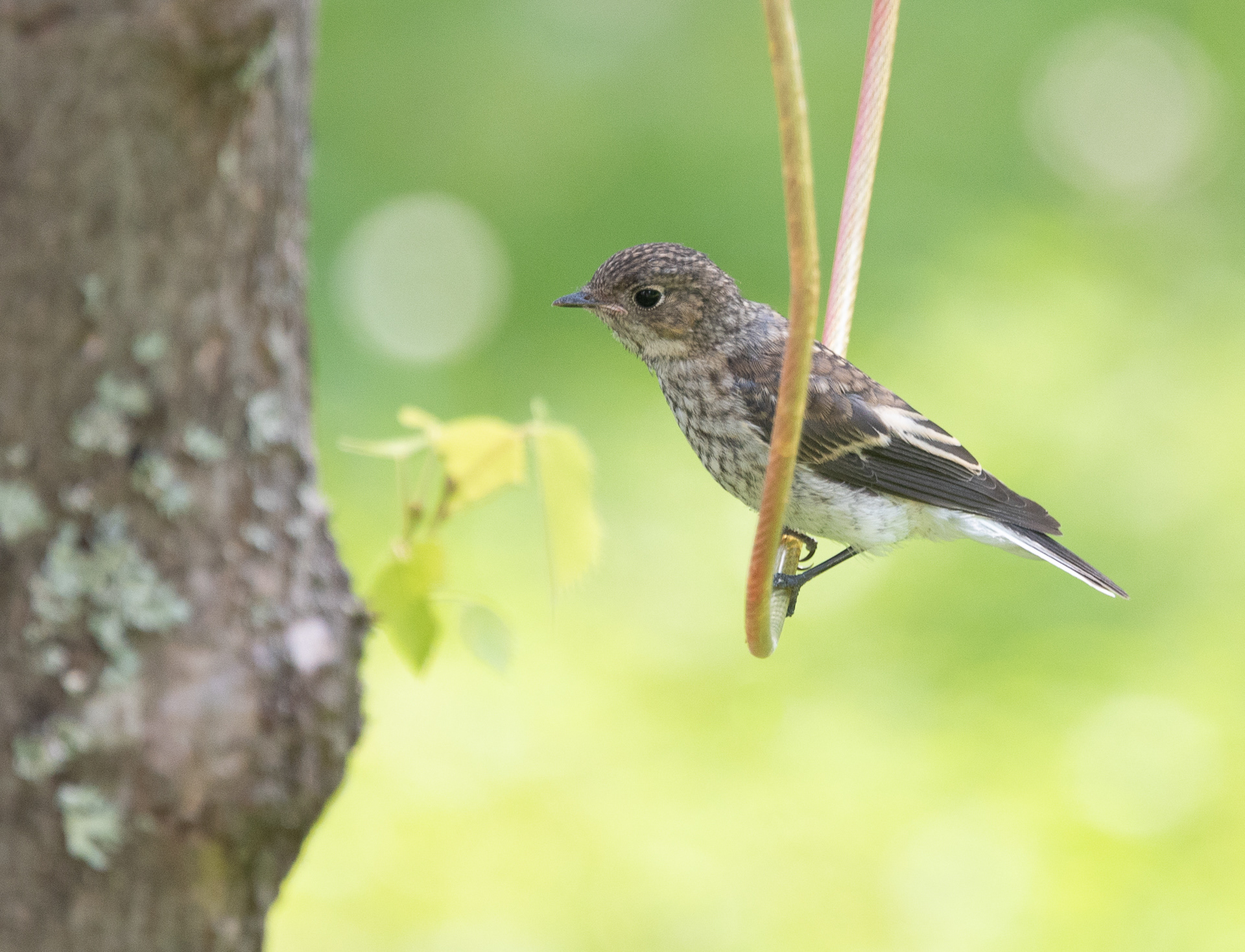 nuori kirjosieppo lapinlahti 2018 European Pied Flycatcher (juvenile)