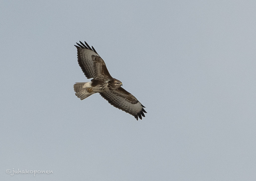 hiirihaukka lapinlahti 2021 common buzzard