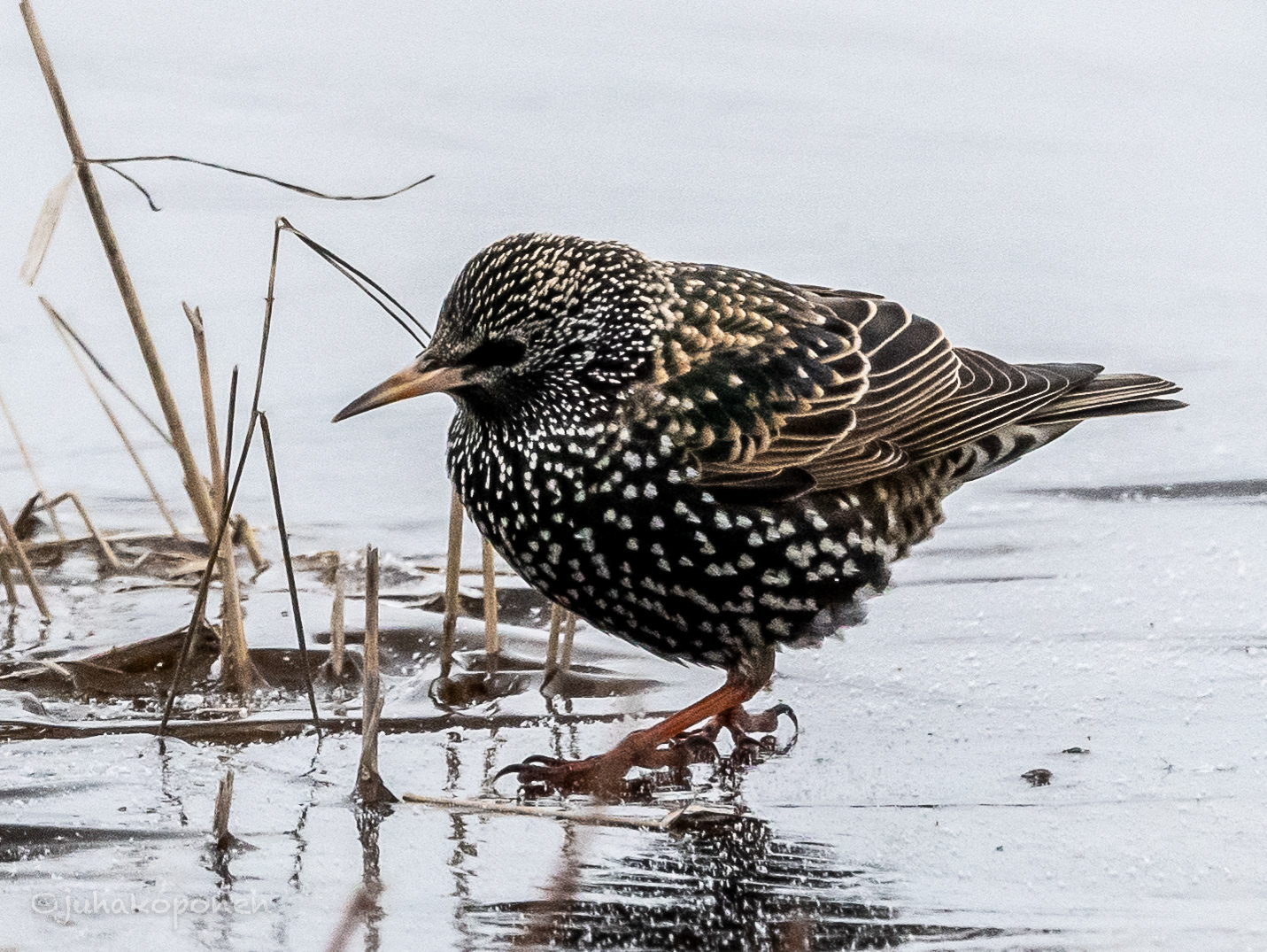 kottarainen lapinlahti 2021 common starling